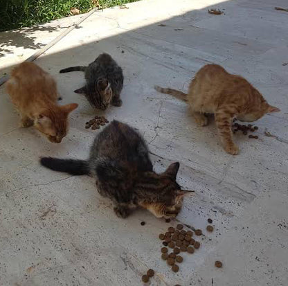 Feed 30 Stray Cats with the Resuce Ring