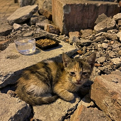 Feed 30 Stray Cats with the Resuce Ring