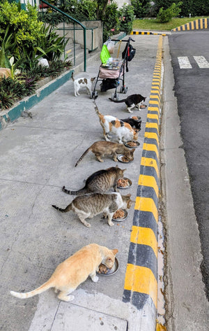 Cat photo 2
