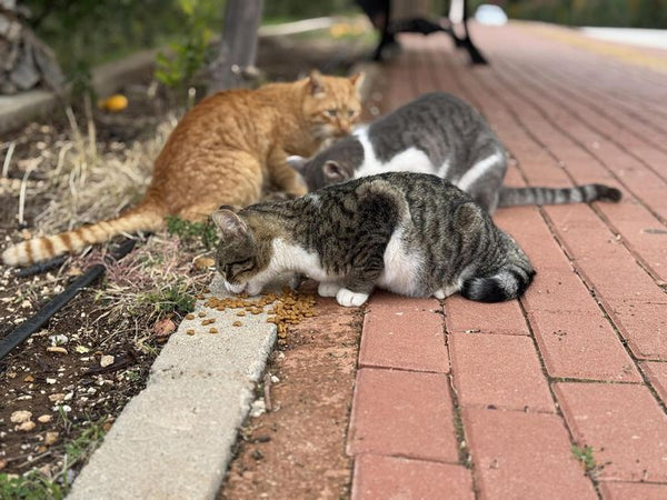 Sanctuary Identification