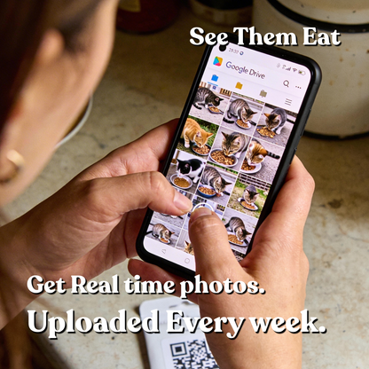 Feed 30 Stray Cats with the Resuce Ring