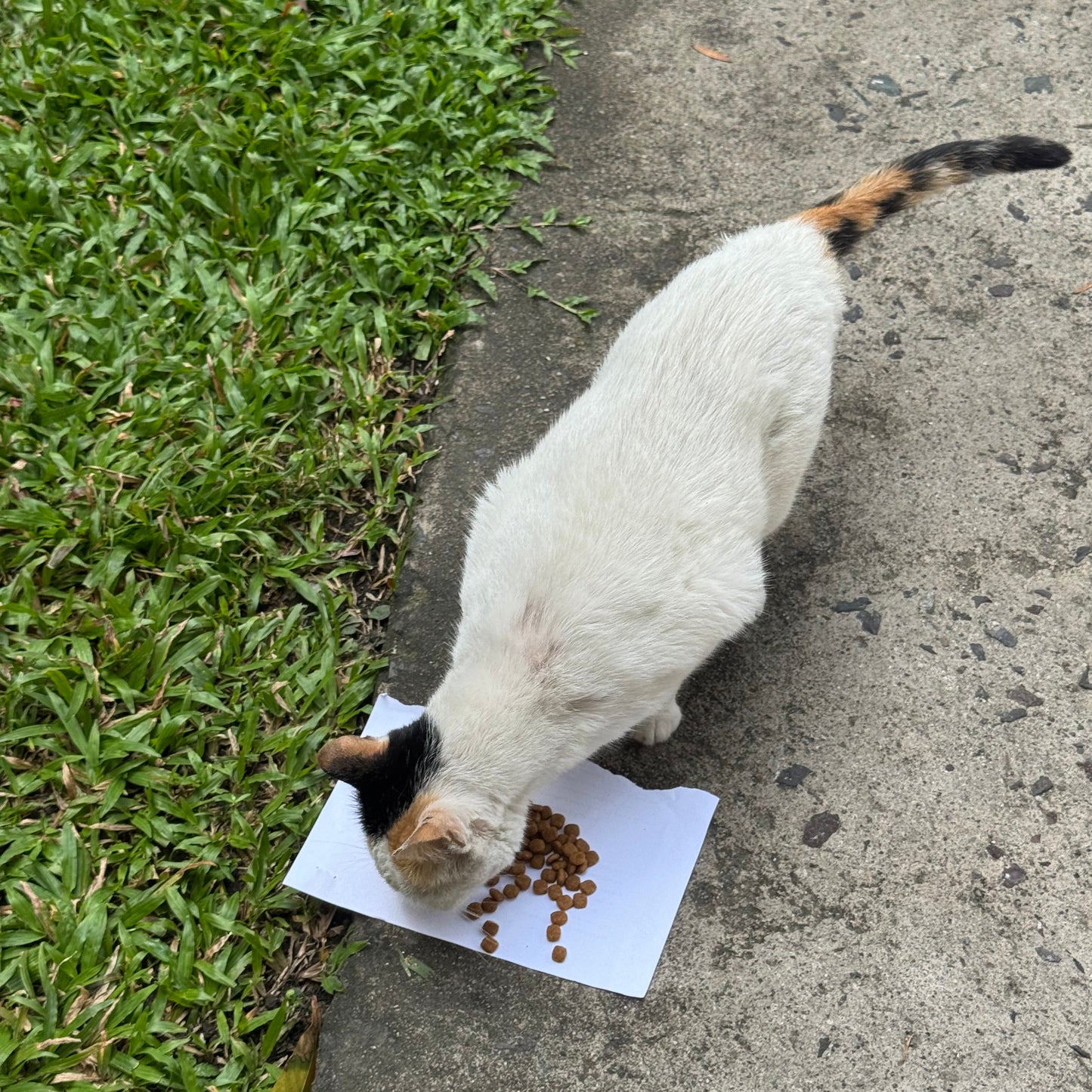 Feed 30 Stray Cats with the Resuce Ring