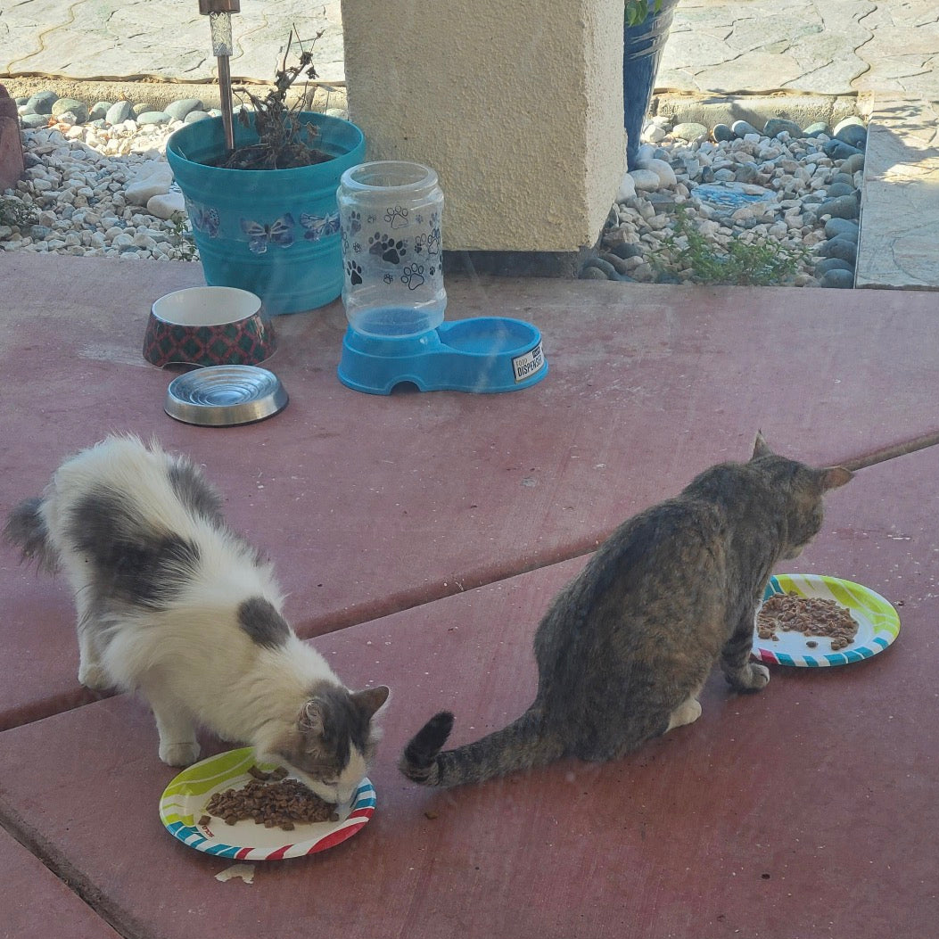 Feed 30 Stray Cats with the Resuce Ring