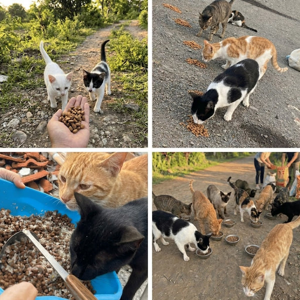 Cats being fed at a shelter