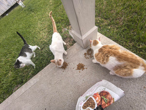 Cat photo 4