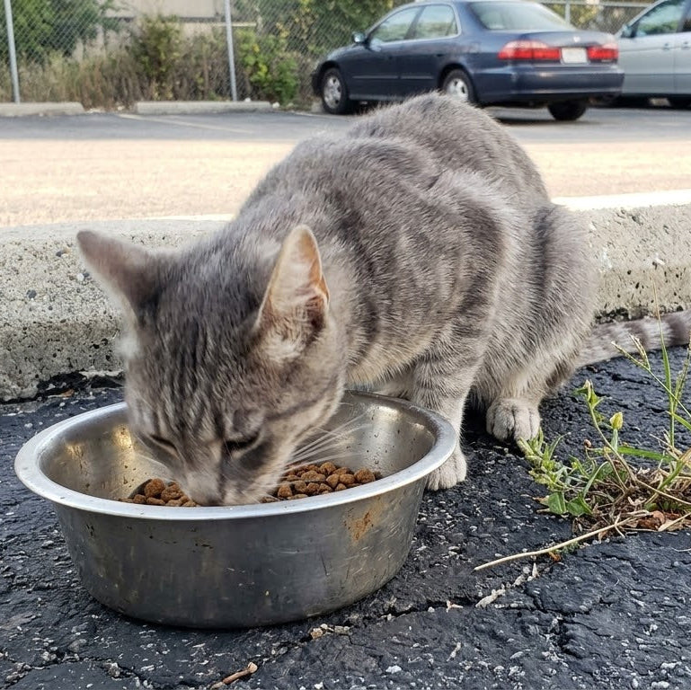 Feed 30 Stray Cats with the Resuce Ring